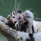 thumbs animaux 2009 037 Les meilleures photos animalières de 2009 (47 photos)