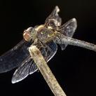 thumbs animaux 2009 038 Les meilleures photos animalières de 2009 (47 photos)