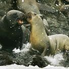thumbs animaux 2009 039 Les meilleures photos animalières de 2009 (47 photos)