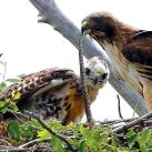 thumbs animaux 2009 040 Les meilleures photos animalières de 2009 (47 photos)