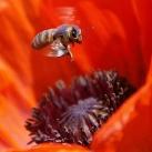 thumbs animaux 2009 041 Les meilleures photos animalières de 2009 (47 photos)