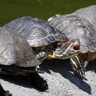 thumbs animaux 2009 043 Les meilleures photos animalières de 2009 (47 photos)