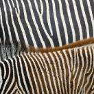 thumbs animaux 2009 044 Les meilleures photos animalières de 2009 (47 photos)