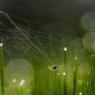 thumbs animaux 2009 045 Les meilleures photos animalières de 2009 (47 photos)