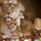 thumbs animaux 2009 046 Les meilleures photos animalières de 2009 (47 photos)