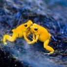 thumbs animaux 2009 047 Les meilleures photos animalières de 2009 (47 photos)