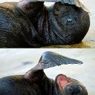 thumbs animaux 2009 048 Les meilleures photos animalières de 2009 (47 photos)