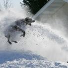 thumbs animaux 2009 003 Les meilleures photos animalières de 2009 (47 photos)