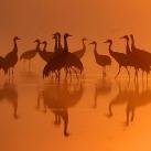 thumbs animaux 2009 004 Les meilleures photos animalières de 2009 (47 photos)