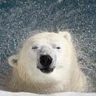 thumbs animaux 2009 005 Les meilleures photos animalières de 2009 (47 photos)