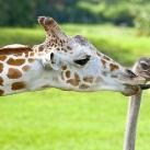 thumbs animaux 2009 006 Les meilleures photos animalières de 2009 (47 photos)