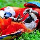 thumbs animaux 2009 007 Les meilleures photos animalières de 2009 (47 photos)