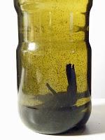 Macérat de vanille dans HV Sésame