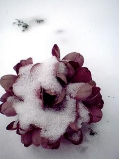 TOULOUSE sous LA NEIGE