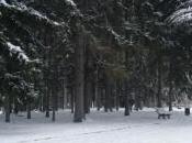 Tête d'Or sous neige