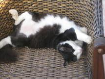 La presse malade de sa peste