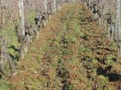 Richard Leroy (Rablay/Layon) coeur lion