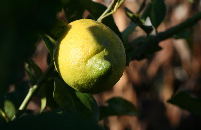 レモン Λεμόνι  lemon