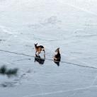 thumbs sauvetage de deux faons 002 Sauvetage de deux faons coincés sur un lac gelé (10 photos)