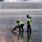 thumbs sauvetage de deux faons 006 Sauvetage de deux faons coincés sur un lac gelé (10 photos)