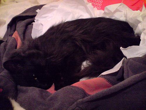 HerculeCastration006