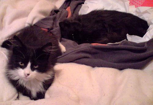 HerculeCastration009