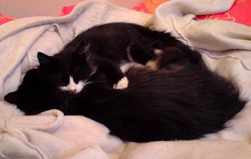 chatsinsidejanvier03