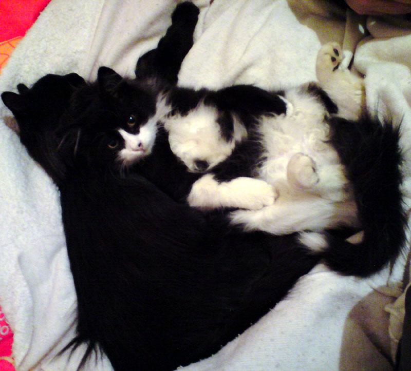 Rufus et Hercule squattent notre chambre ;)