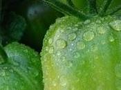 Quand Baumaux joue voyous face Kokopelli