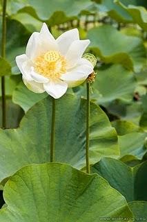 2010 année d'acquisition de connaissances, donc le blog est en pause