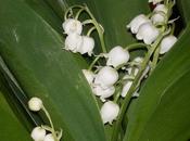 Forêts sans muguet (Angèle Vannier)
