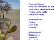 Sahara nature
