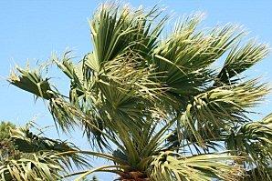 Palmier-sous-le-vent.jpg