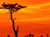 pourtant… (Anisa Boumedienne)