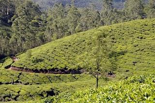 Retour d'Inde : de Kovalam à Calicut