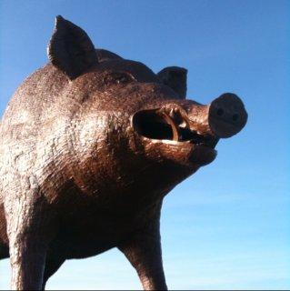 Le plus gland sanglier du monde