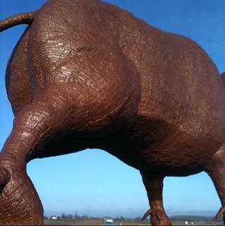 Le plus gland sanglier du monde