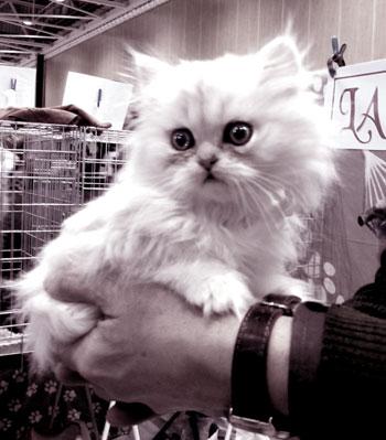 Les salons du chiot et du chaton, ça devrait être interdit.