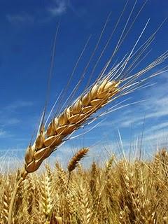Le grain et l'économie