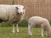 Même moutons dents chez Richard Morgiève