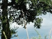 L’herbe aura poussé (Christine Lièvre)