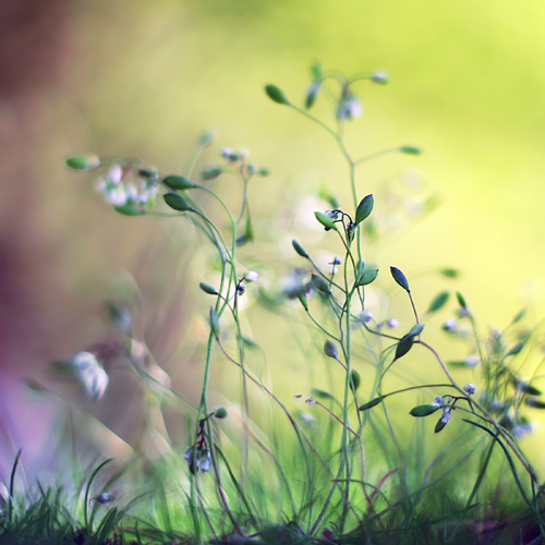 I Love Good Design #9 – Macro