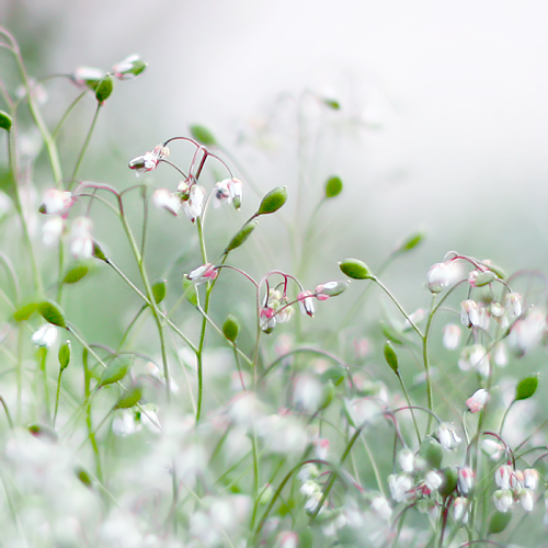 I Love Good Design #9 – Macro