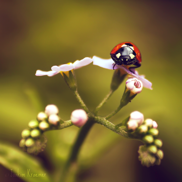 I Love Good Design #9 – Macro