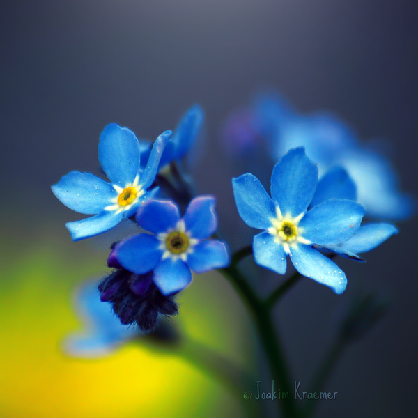 I Love Good Design #9 – Macro