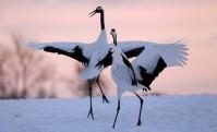 Les grues du Japon font leur apparition