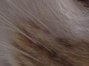 parait quand d'idée pour publier quelque chose