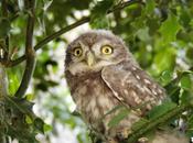 Hibou Hippocampes (Louis Daubier)