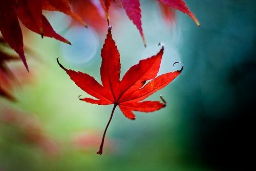 Valse dans les branches (Federico Garcia Lorca)