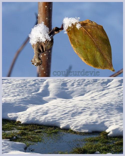 Cupcakes parfum d’orange aux zestes confits et photos de neige
